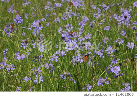 高山植物松木 11401006