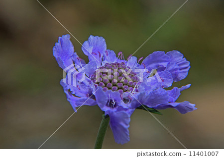 高山植物松木 11401007