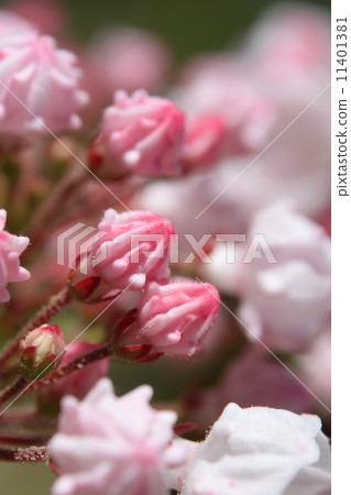 Bud of Kalmia 11401381