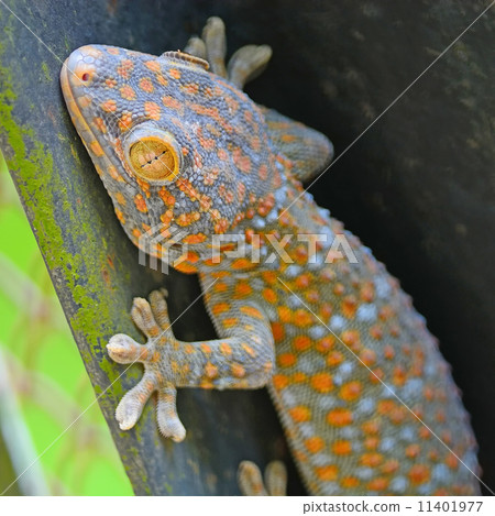 gecko lizard 11401977