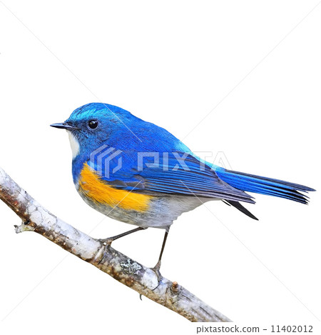 male Himalayan Bluetail isolated 11402012