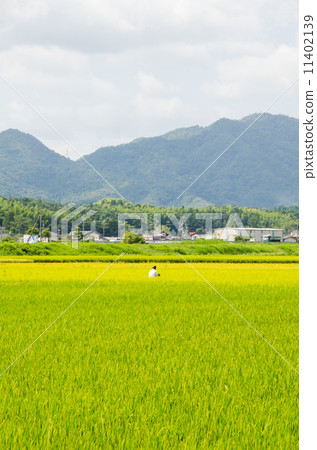 在稻田里工作的人 11402139