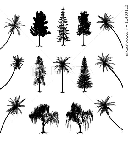 Trees with roots and palms 11403113