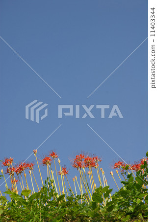 Higanki flower and blue sky background material 11403344