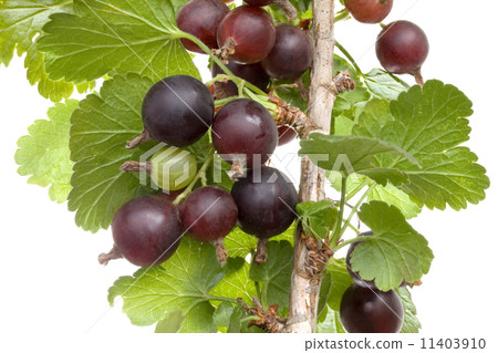 Jostaberry Plant Cutout 11403910