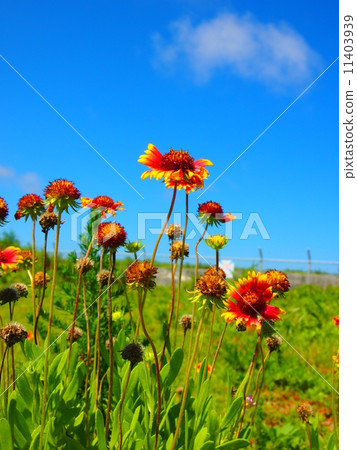 Special blossom Special blossom 11403939