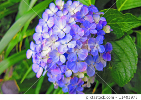 hydrangea hydrangea 11403973