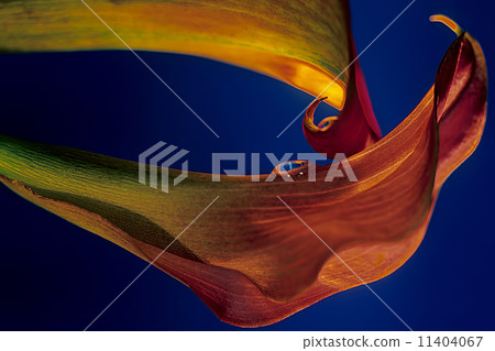 Calla Lilies 0113 Calla Lilies 0113 11404067