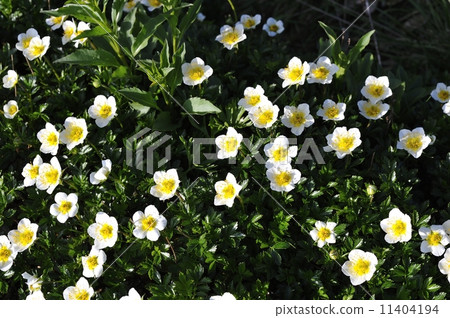 Hakuba Norikura Hakuba Norikura 11404194