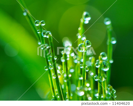 與早晨露水的馬尾 與早晨露水的馬尾 11404620
