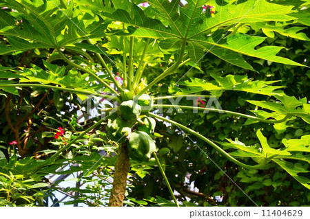 番木瓜和藍色果子 11404629