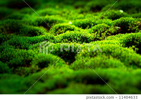 Moss leaves garden Moss leaves garden 11404633