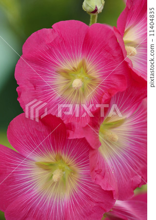 Tatiaoi (Toshio) Tatiaoi (Toshio) 11404835