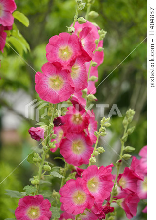 Tatiaoi(Toshio) Tatiaoi(Toshio) 11404837