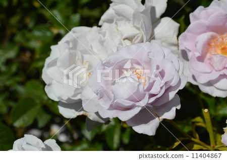 波特蘭夏天 11404867