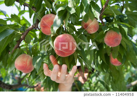 Peach farmer Peach farmer 11404958