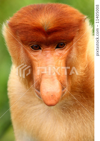 Proboscis Monkey 11405008