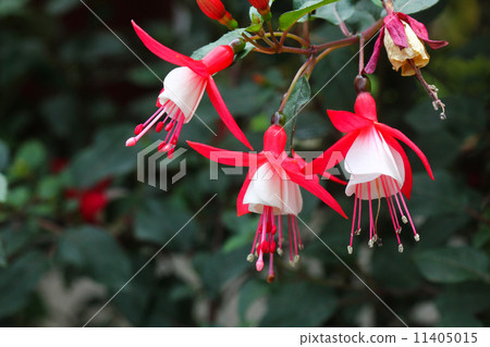 A bunch of hanging pink fuchsia flowers 11405015