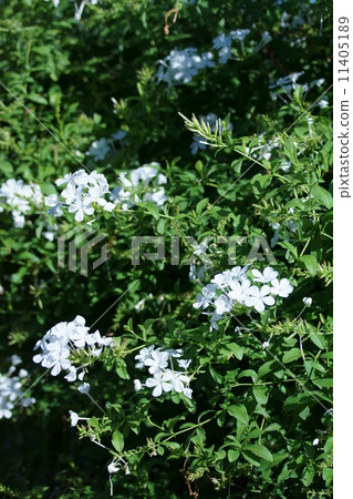 Ruri Mari White even though it is white 11405189