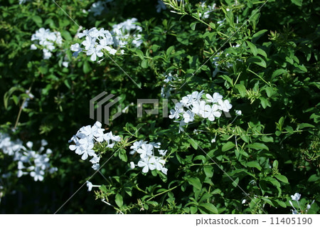 Ruri Mari White即使它是白色的 Ruri Mari White即使它是白色的 11405190