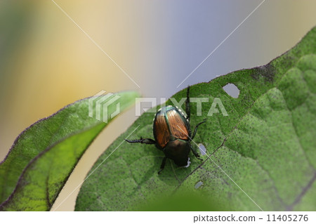 攻擊茄子的軍團離開01 攻擊茄子的軍團離開01 11405276