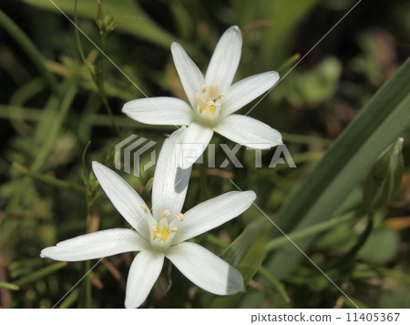 花 11405367