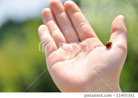 Ladybugs and hands 11405391