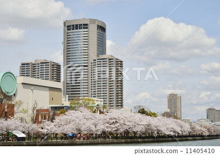 大阪Amenity公園春天櫻花樹 11405410