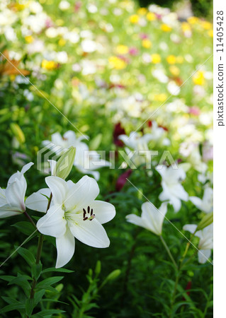 白百合 白百合 11405428