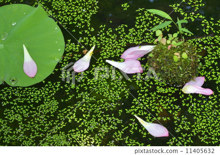 Lotus petals 11405632