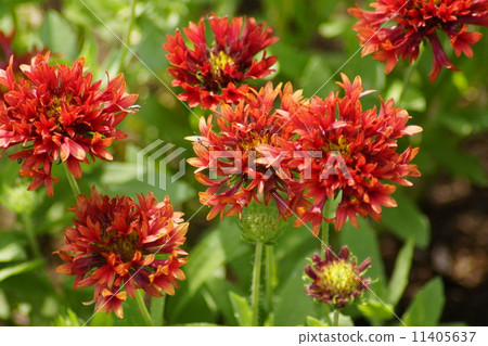 Giral Dialecticaceae 11405637