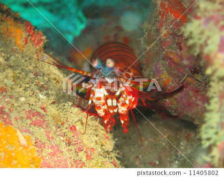 Monkey Monkey 11405802