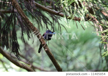 長尾小鸚鵡 11405854