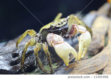 Kurobenkeigani 11405998