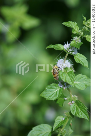 Yellow hide flower and Japanese light weight 11406018
