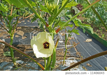 Okra's Flower 11406043