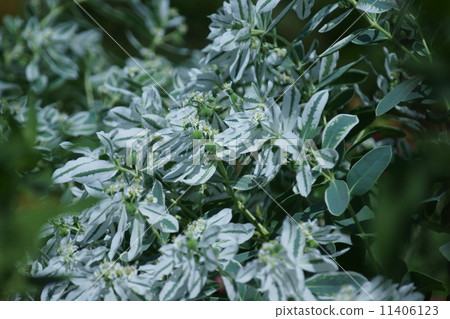 當第一片雪草花和真花開花時，葉子的白度變得更加突出。 11406123