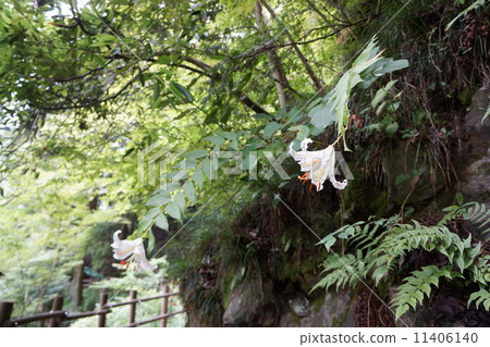 Yamayuri blooming in Tenryu gorges Yamayuri blooming in Tenryu gorges 11406140