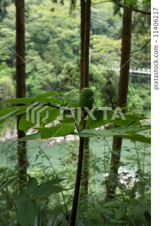 Tenryu gym mamushigusa fruit Tenryu gym mamushigusa fruit 11406217