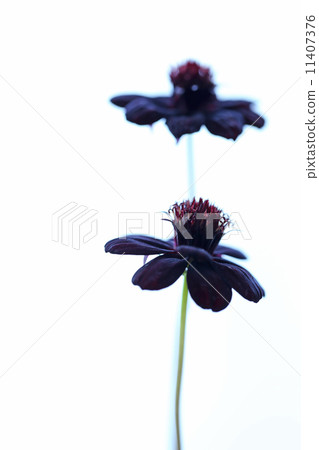 巧克力波斯菊 11407376