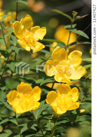 Quincebai 11407427