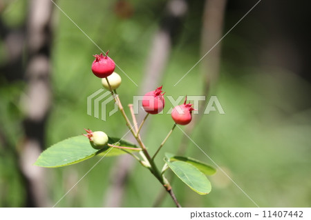 美國Seihuriboku 美國Seihuriboku 11407442