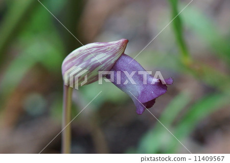 My name is Namban smoke tube Nambangisel. 11409567