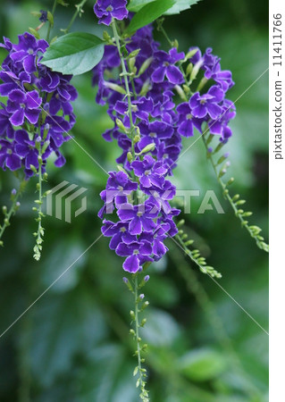 它被稱為台灣財團Duranta。 11411766