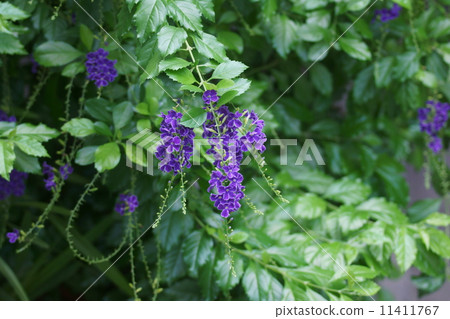 它被稱為台灣財團Duranta。 11411767