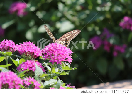 Butterflies and flowers Butterflies and flowers 11411777