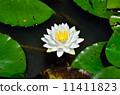 白蓮花 11411823