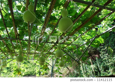 Gourd 11412115