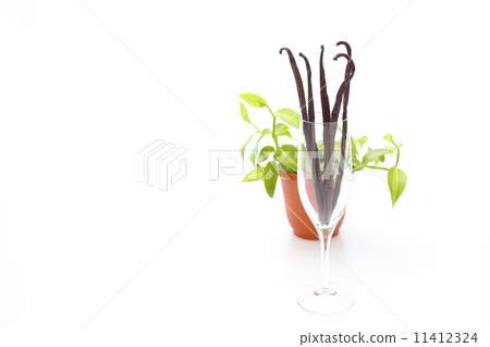 香草豆 香草豆 11412324