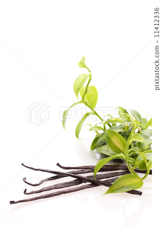 香草豆 11412336